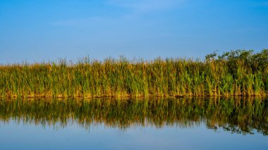 Arthur R. Marshall Loxahatchee Ulusal Vahşi Yaşam Sığınağı 'nda çimen nehri.