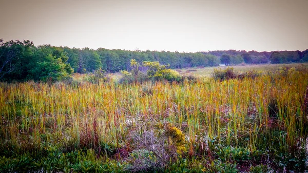 Río Hierba Refugio Nacional Vida Silvestre Arthur Marshall Loxahatchee — Foto de Stock