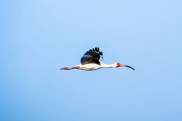 Ibis Voando Contra Fundo Céu Pântano — Fotografia de Stock