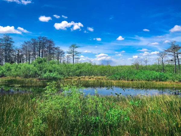 Rigogliosi Alberi Verdi Erba Paludosa Vicino Fiume Nelle Zone Umide — Foto Stock