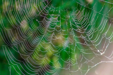 Bataklıkta örümcek ağı, sabah güneşinde su damlacıkları parlar..