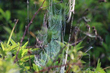 Bataklıkta örümcek ağı, sabah güneşinde su damlacıkları parlar..