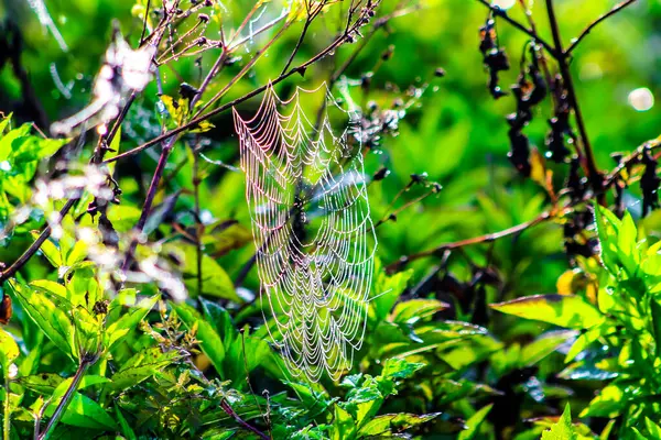 Bataklıkta Örümcek Ağı Sabah Güneşinde Damlacıkları Parlar — Stok fotoğraf