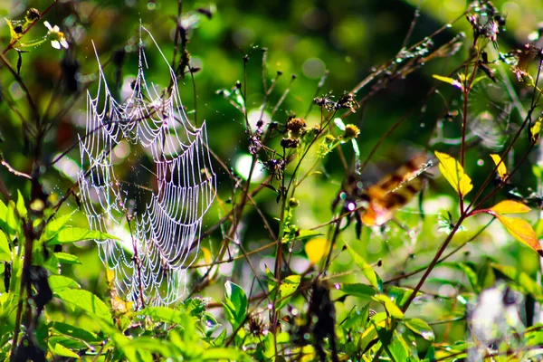 Teia Aranha Pântano Com Gotas Água Brilha Sol Manhã — Fotografia de Stock