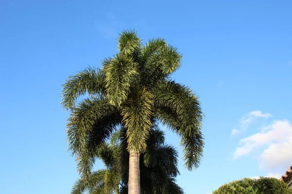 Tropische Palme Gegen Strahlend Blauen Sommerhimmel — Stockfoto