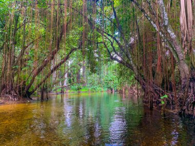 Cypress Ormanı 'ndaki asma sarmaşıklı Loxahatchee Nehri.