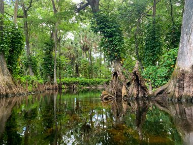 Cypress Ormanı 'ndaki asma sarmaşıklı Loxahatchee Nehri.