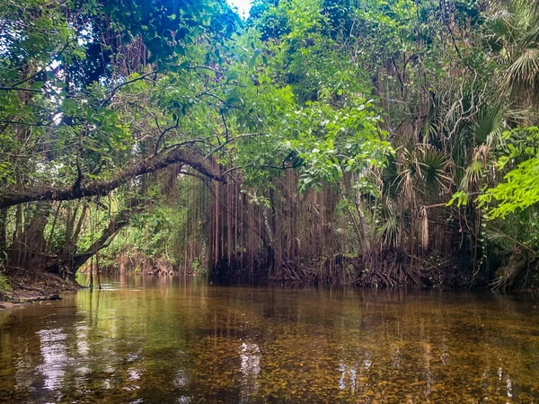 Cypress Ormanı 'ndaki asma sarmaşıklı Loxahatchee Nehri.