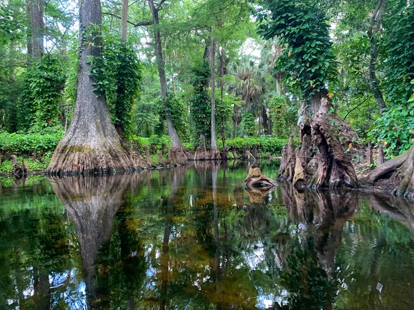 Rio Loxahatchee Cypress Forest Com Videiras Penduradas — Fotografia de Stock