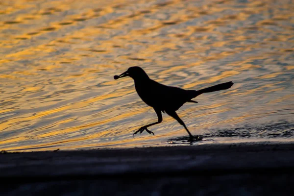 黄昏时分 在沼泽地和沼泽地里 一只小鸟的轮廓 这只鸟在河里觅食 — 图库照片