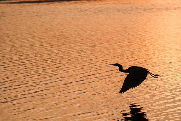 Silueta Pájaro Atardecer Los Everglades Pantano Pájaro Busca Comida Río —  Fotos de Stock