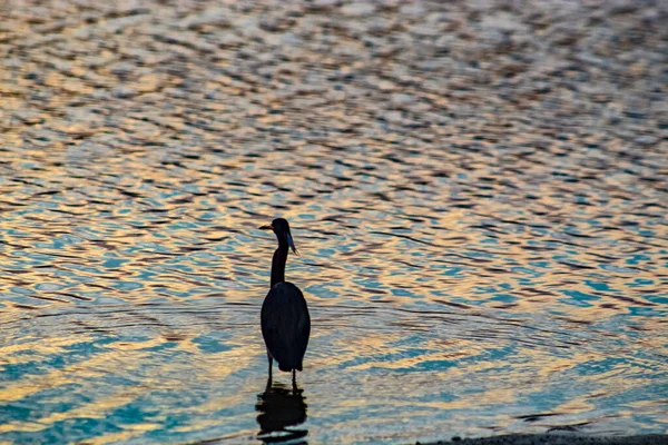 Silueta Pájaro Atardecer Los Everglades Pantano Pájaro Busca Comida Río — Foto de Stock