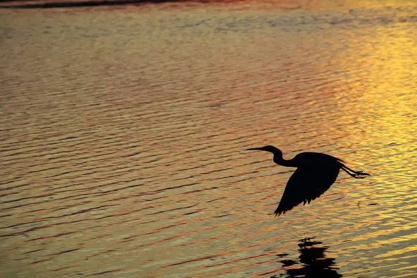 Sylwetka Ptaka Zachodzie Słońca Everglades Bagnach Ptak Szuka Pożywienia Rzece — Zdjęcie stockowe