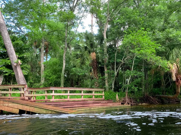 Río Loxahatchee Ciprés Bosque Con Vides Colgantes —  Fotos de Stock