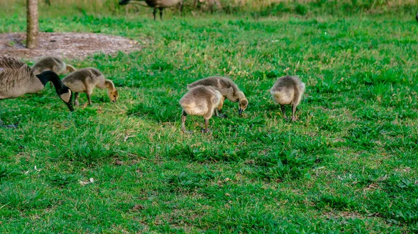 Grupo Gansos Bebé Seguir Los Padres Lago Eureka Springs Arkansas — Foto de Stock