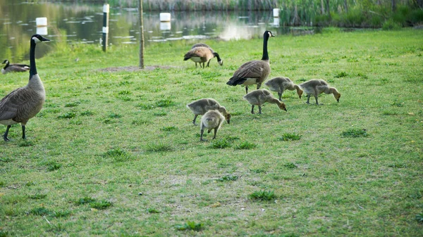 Group Baby Geese Follow Parents Lake Eureka Springs Arkansas — Stock Photo, Image