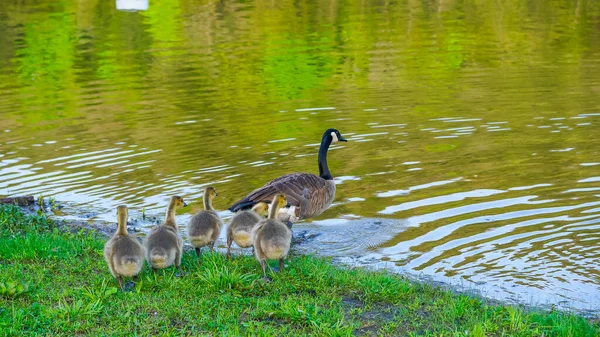 Groep Baby Ganzen Volgt Ouders Het Meer Eureka Springs Arkansas — Stockfoto