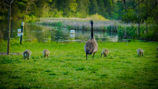 Groep Baby Ganzen Volgt Ouders Het Meer Eureka Springs Arkansas — Stockfoto