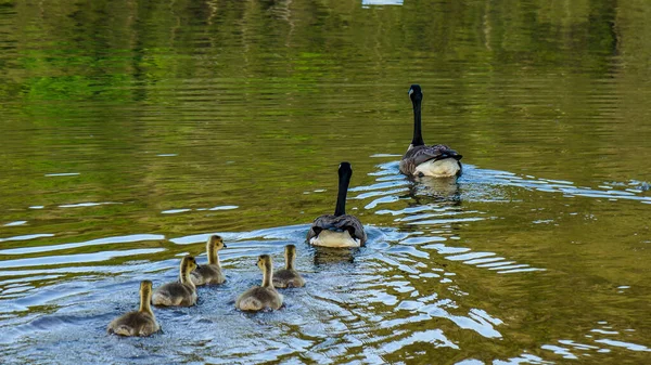 Group Baby Geese Follow Parents Lake Eureka Springs Arkansas — Stock Photo, Image
