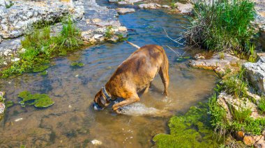 Grand Falls yakınlarındaki Joplin, Missouri 'de Shoal Creek' te köpek oynar ve su içer..