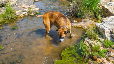Grand Falls yakınlarındaki Joplin, Missouri 'de Shoal Creek' te köpek oynar ve su içer..