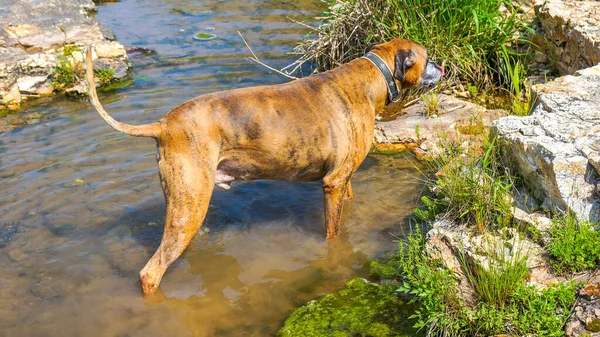 Hund Spielt Und Trinkt Wasser Shoal Creek Joplin Missouri Der — Stockfoto