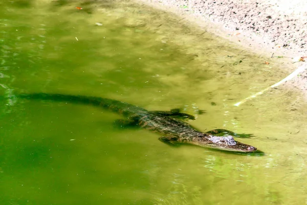 Alligator Florida Treibt Flachen Wasser — Stockfoto