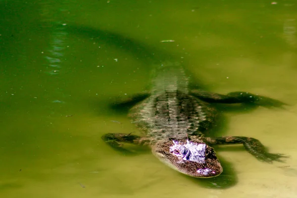 Aligátor Floridában Úszó Sekély Vízben — Stock Fotó