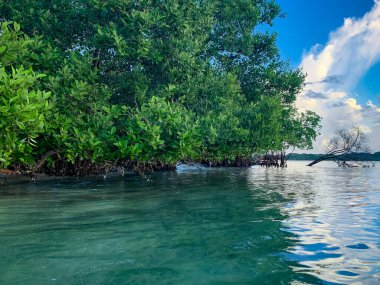 Hobe Sound Ulusal Vahşi Yaşam Sığınağı 'ndaki Mangrove ağaçları