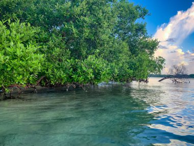 Hobe Sound Ulusal Vahşi Yaşam Sığınağı 'ndaki Mangrove ağaçları