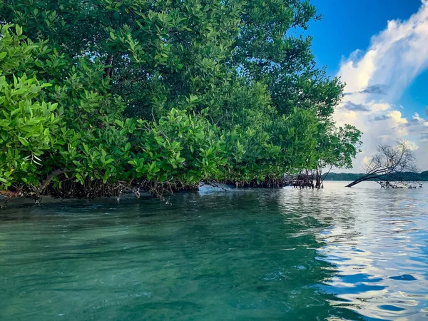 Hobe Sound Ulusal Vahşi Yaşam Sığınağı 'ndaki Mangrove ağaçları