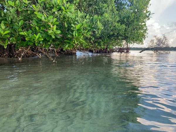 Hobe Sound Ulusal Vahşi Yaşam Sığınağı 'ndaki Mangrove ağaçları
