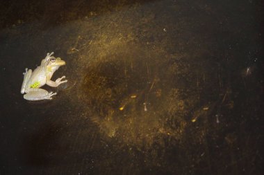 Osteopilus septentrionalis namı diğer Küba Ağaç Kurbağası