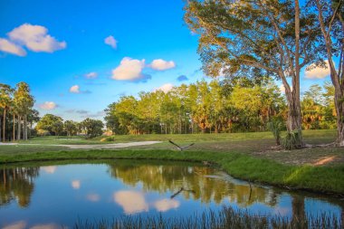 Florida 'daki golf sahasındaki büyük bir ağaçtan güneş doğuyor.
