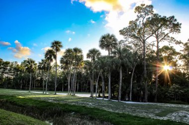 Florida 'daki golf sahasındaki büyük bir ağaçtan güneş doğuyor.