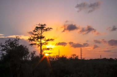 Vahşi bataklıklarda altın saat.