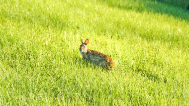 brown rabbit on grass swamp in Florida