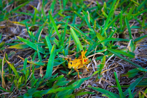 Grilo Laranja Grama — Fotografia de Stock