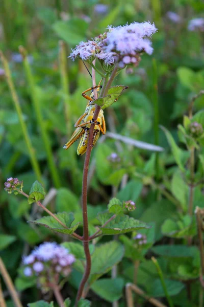 Çimlerde Turuncu Cırcır Böceği — Stok fotoğraf