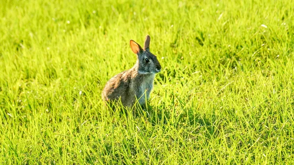 Brun Kanin Uppfarten Florida — Stockfoto