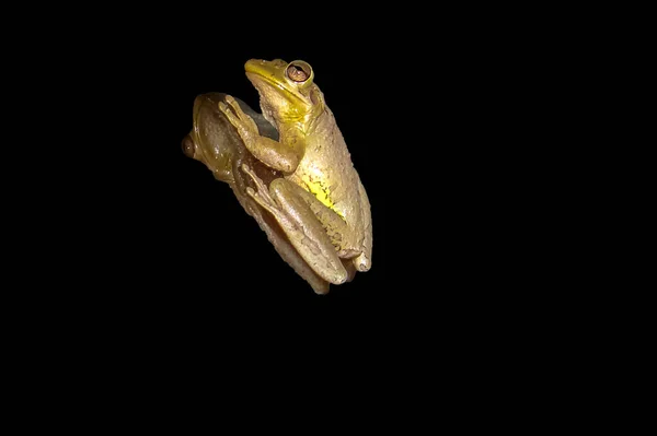 Osteopilus Septentrionalis Vel Żaba Kubańska — Zdjęcie stockowe