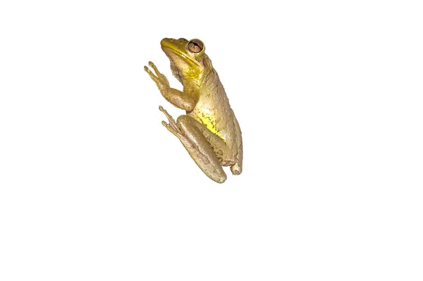 Osteopilus Septentrionalis Aka Cuban Tree Frog — Stock Photo, Image