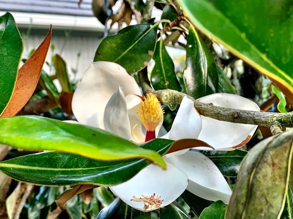 Flor Magnolia Flor Con Polen Árbol — Foto de Stock