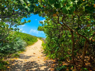 Jüpiter, Florida 'daki Blowing Rocks' ta bir deniz üzümü tünelinin altındaki patika.