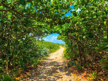 Jüpiter, Florida 'daki Blowing Rocks' ta bir deniz üzümü tünelinin altındaki patika.