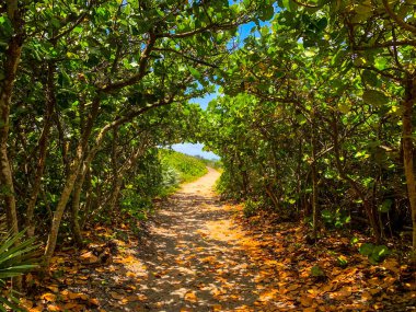 Jüpiter, Florida 'daki Blowing Rocks' ta bir deniz üzümü tünelinin altındaki patika.