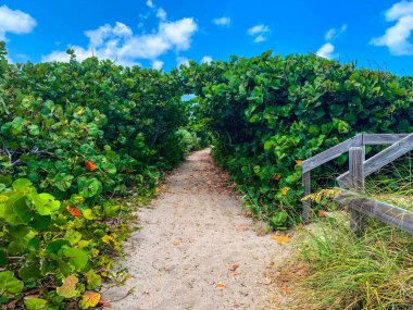 Jüpiter, Florida 'daki Blowing Rocks' ta bir deniz üzümü tünelinin altındaki patika.