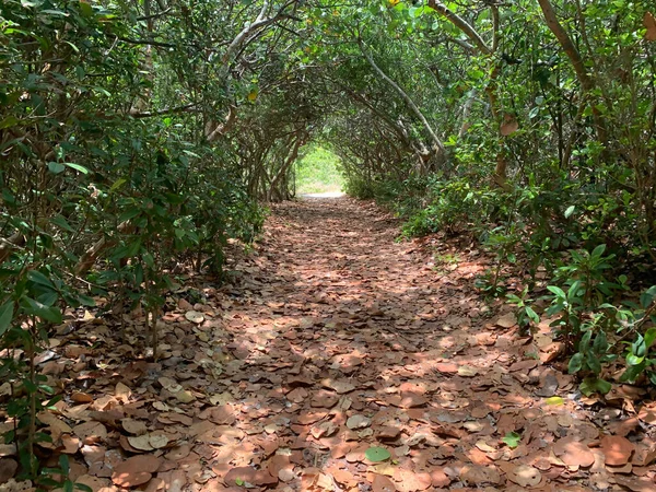 Path Tunnel Sea Grapes Blowing Rocks Preserve Jupiter Florida — Stock Photo, Image