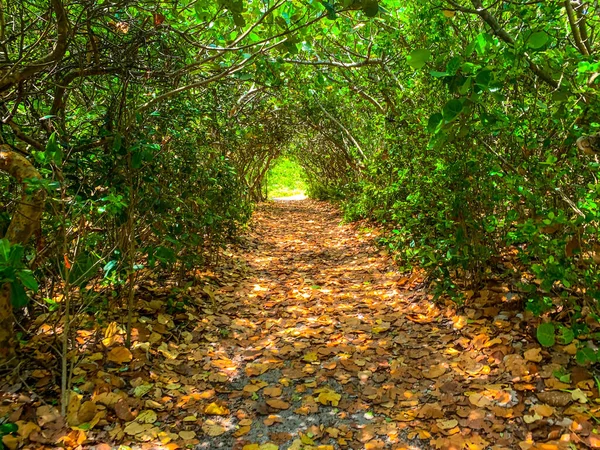 Path under a tunnel of sea grapes in Blowing Rocks Preserve in Jupiter, Florida