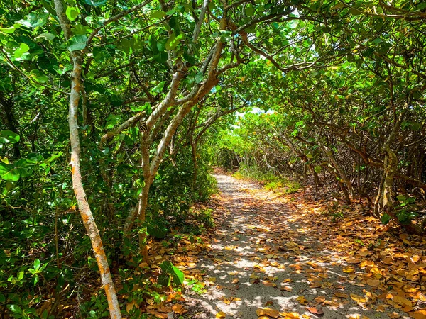 Path under a tunnel of sea grapes in Blowing Rocks Preserve in Jupiter, Florida